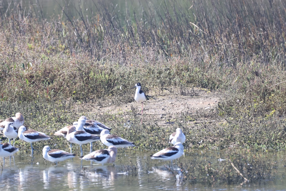 Avoceta Americana - ML615235745