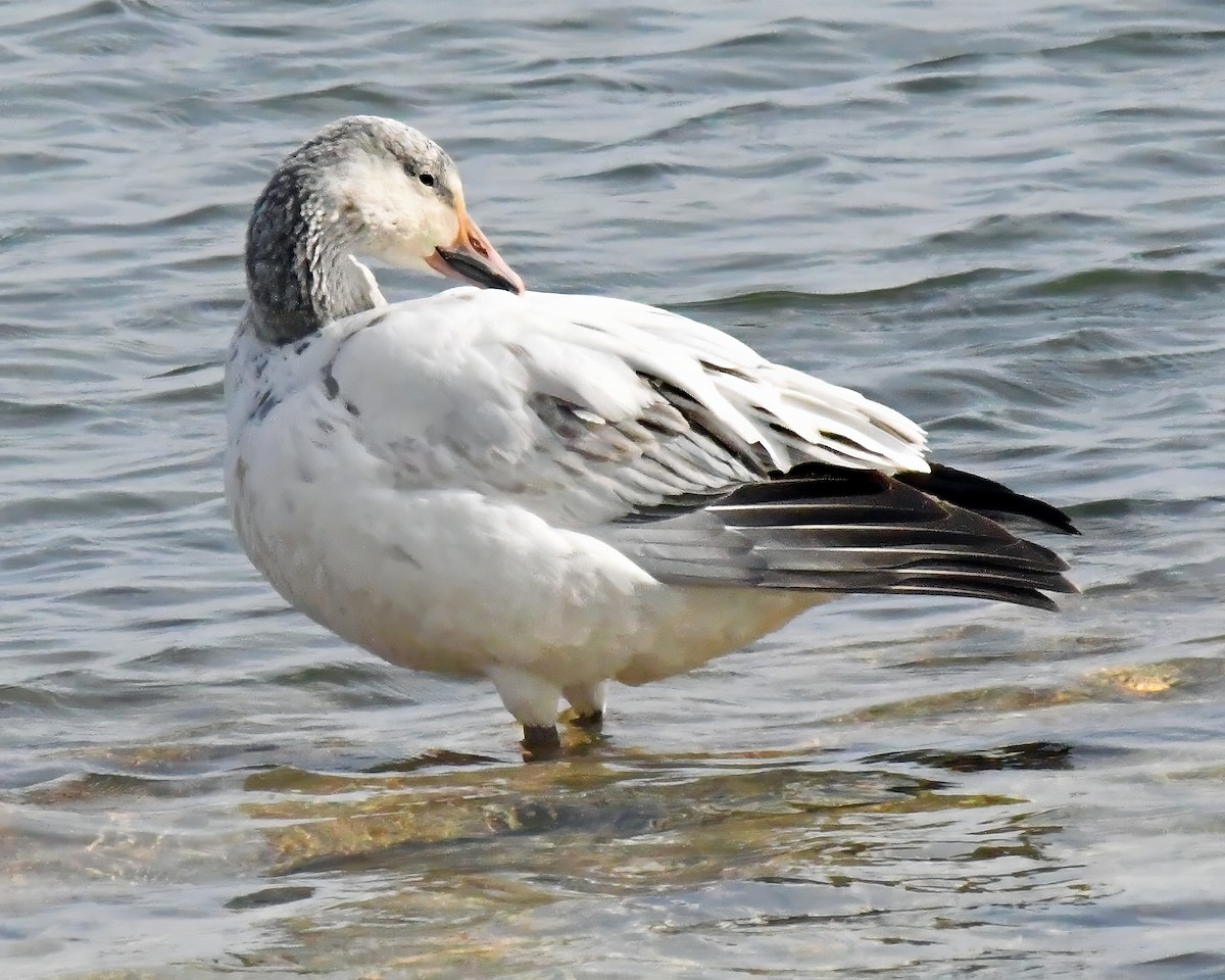 Snow Goose - ML615235766