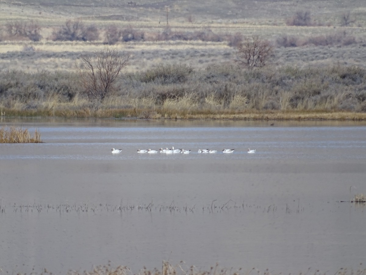 Snow Goose - Craig Miller