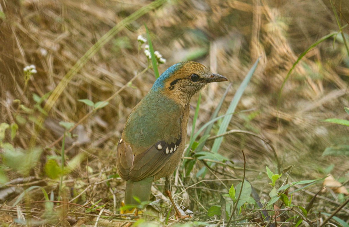 アオエリヤイロチョウ - ML615235911