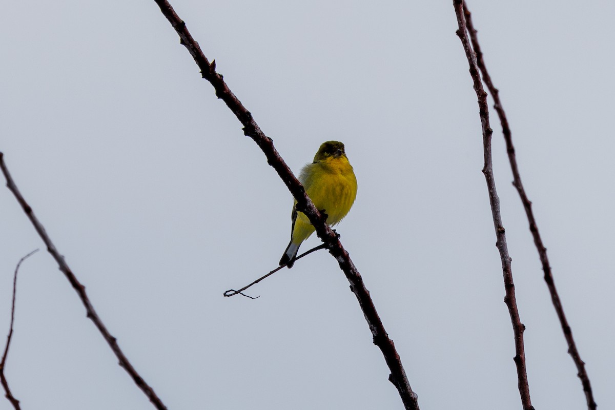 Lesser Goldfinch - ML615235951