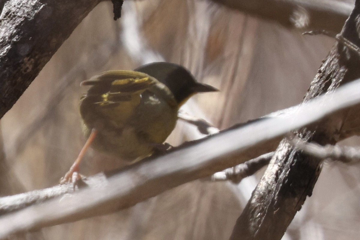 Hooded Yellowthroat - ML615235961