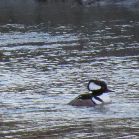 Hooded Merganser - ML615235971