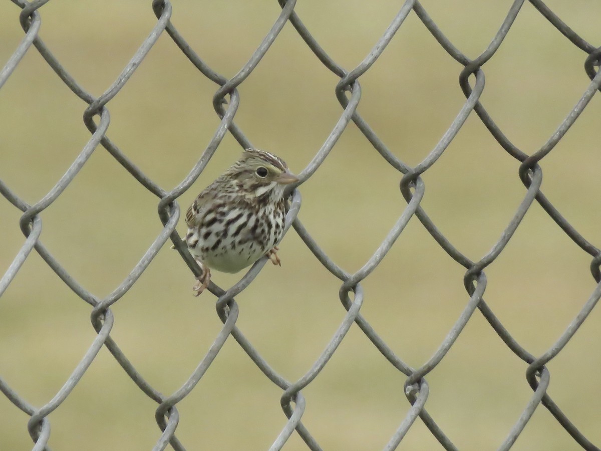 Savannah Sparrow - Seth McComsey