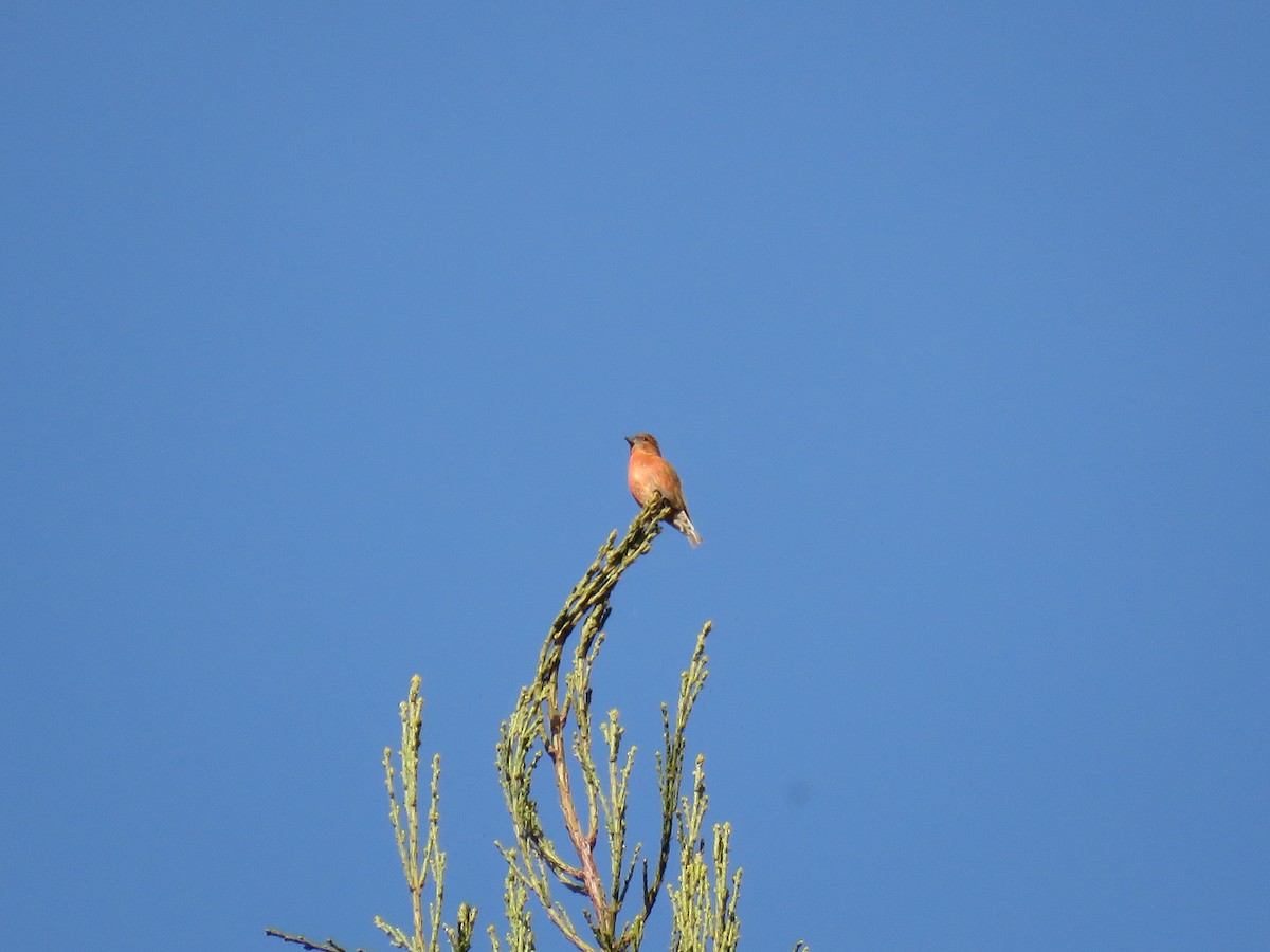 Red Crossbill - ML615235982