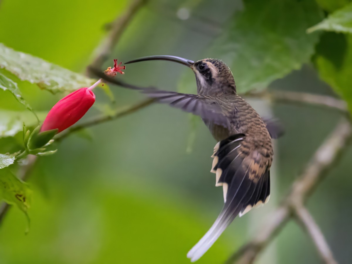 Long-billed Hermit - Steve and Cyndi Routledge