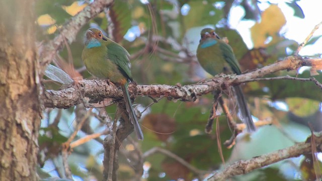 blåstrupemotmot - ML615236247