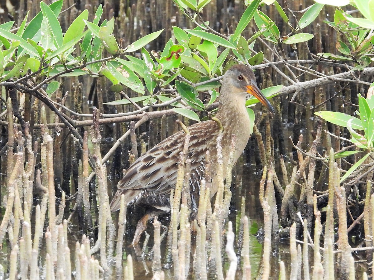 Clapper Rail (Caribbean) - Nick Komar