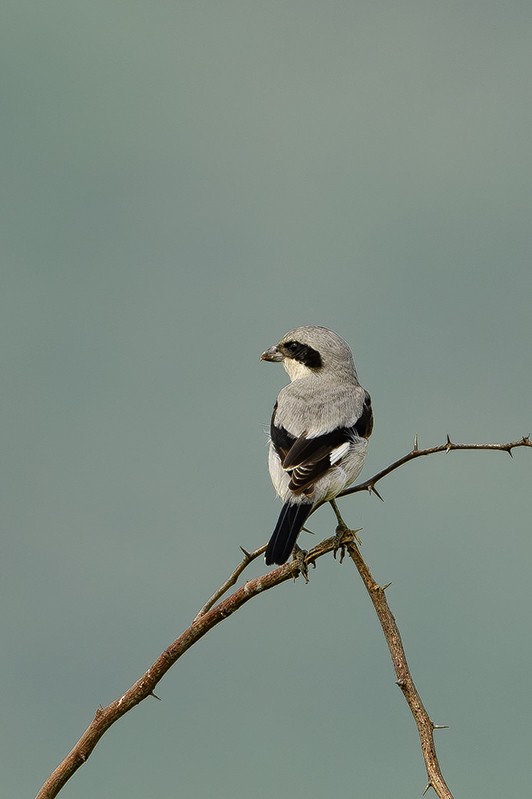 Great Gray Shrike - ML615236318