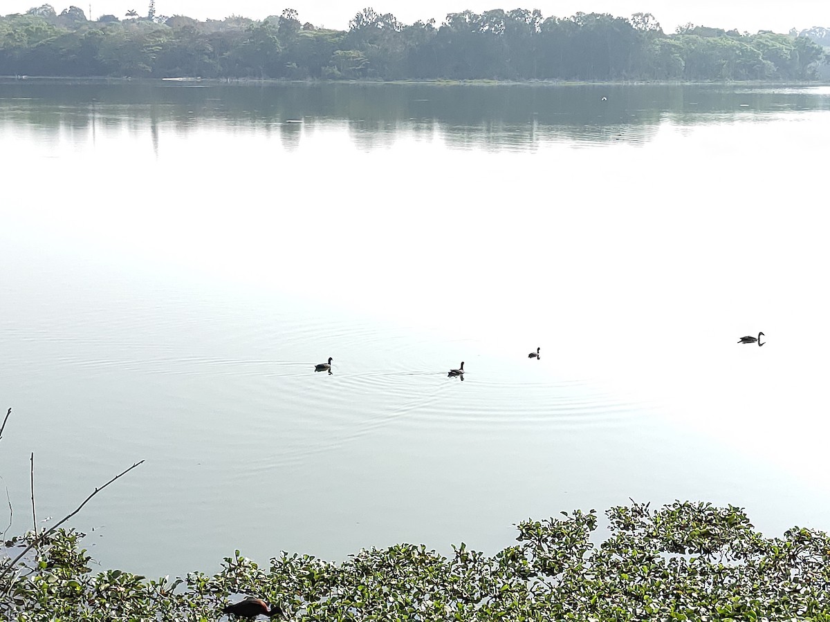 Eurasian Coot - ML615236377