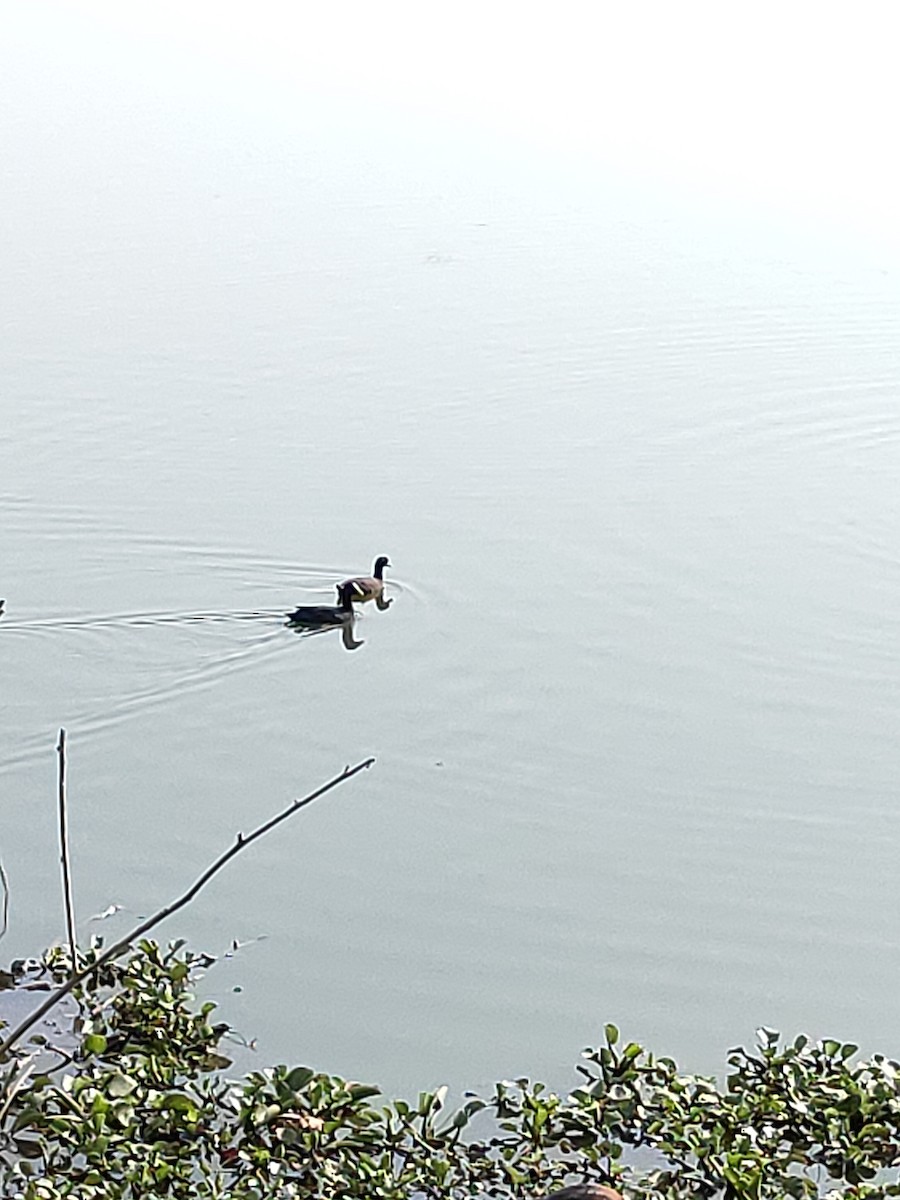 Eurasian Coot - ML615236378