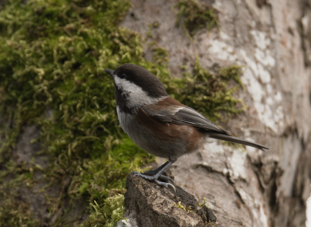 Chestnut-backed Chickadee - Neal Tollisen