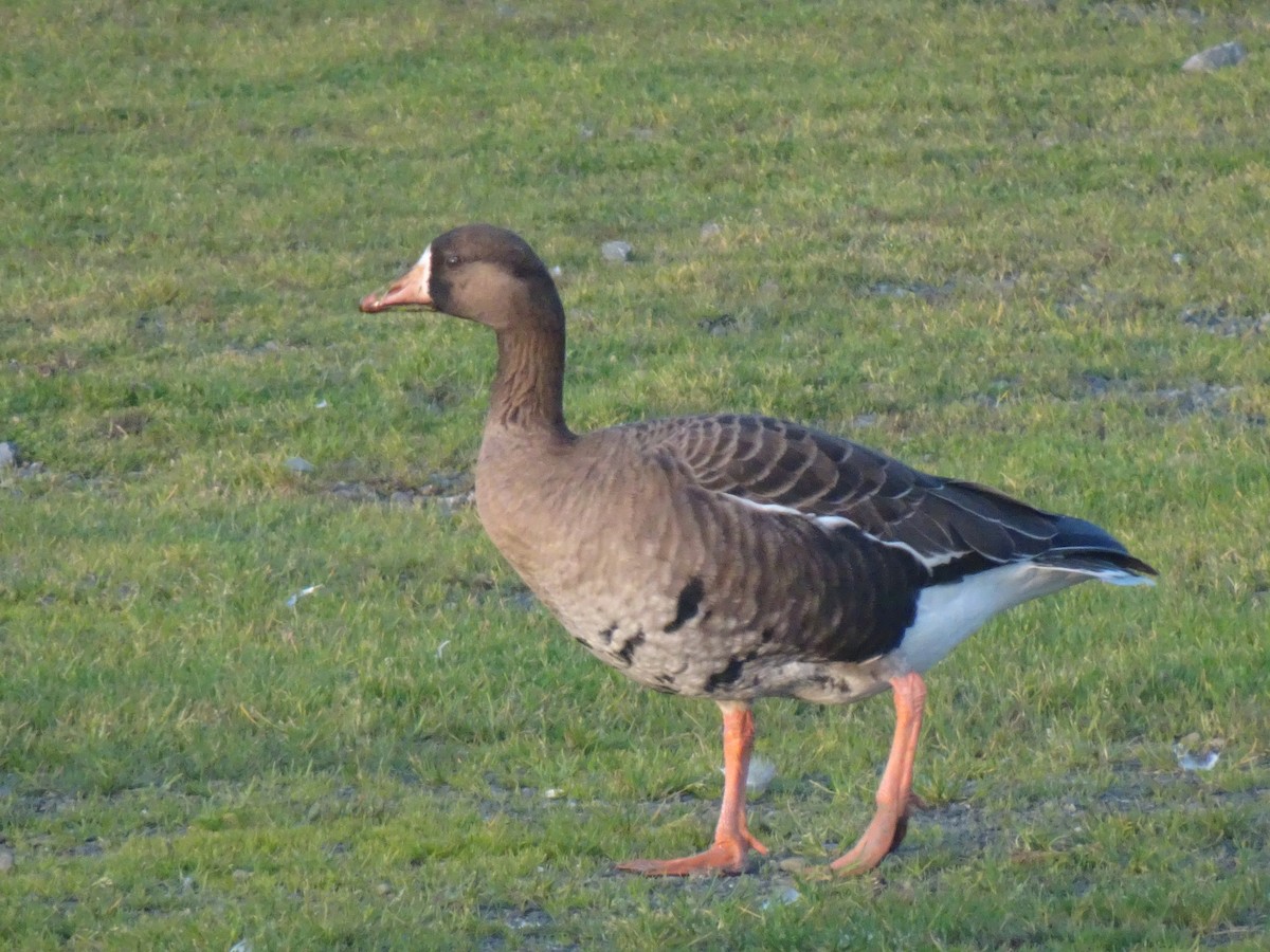 Greater White-fronted Goose - ML615236403