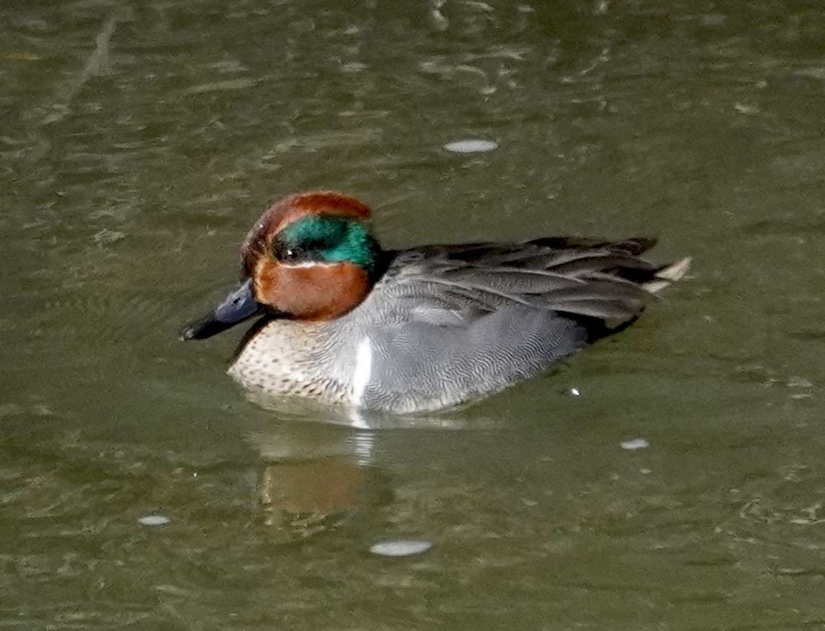 Green-winged Teal - Thomas Jackman