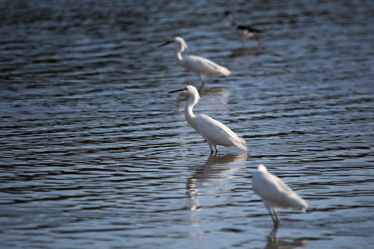 Snowy Egret - ML615236522