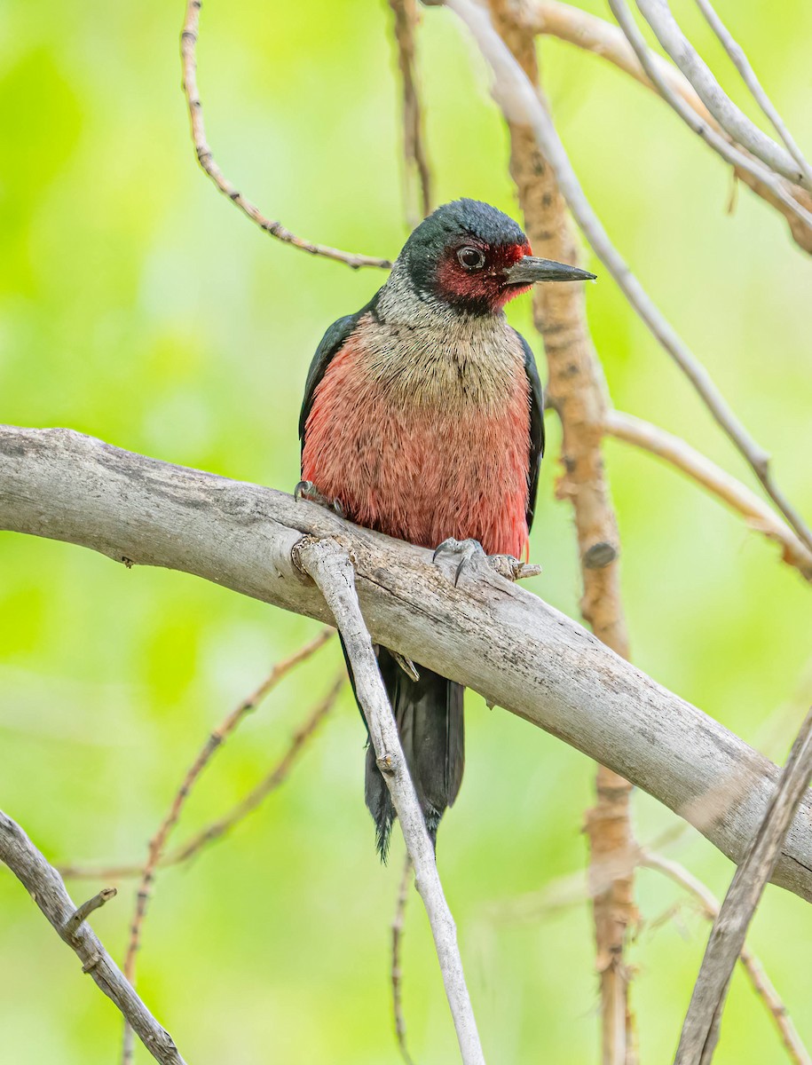 Lewis's Woodpecker - ML615236546