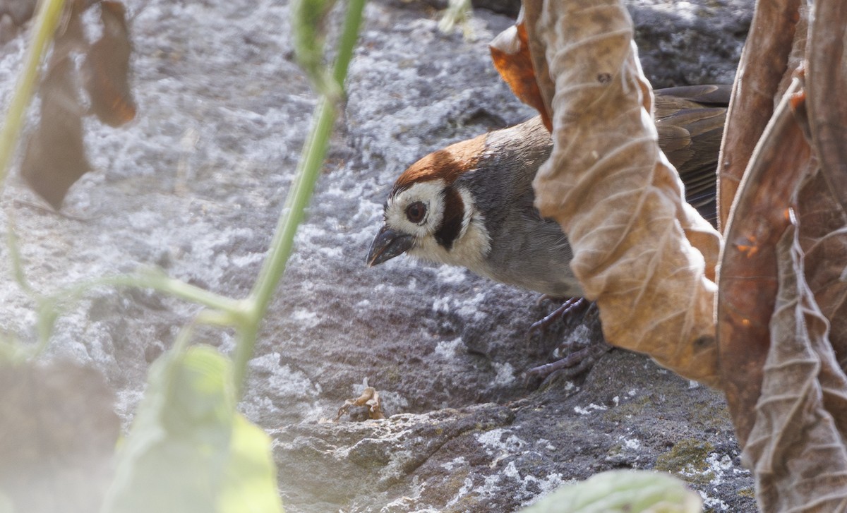 White-faced Ground-Sparrow - ML615236549