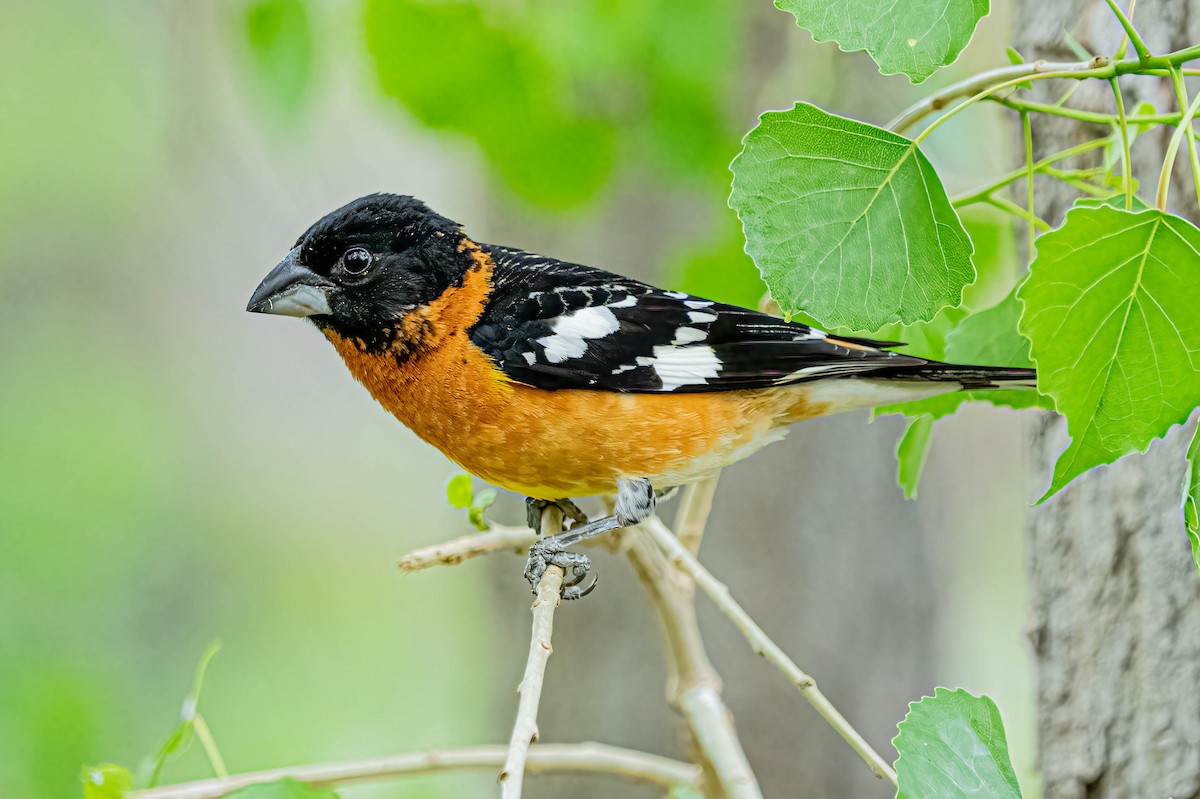 Cardinal à tête noire - ML615236560