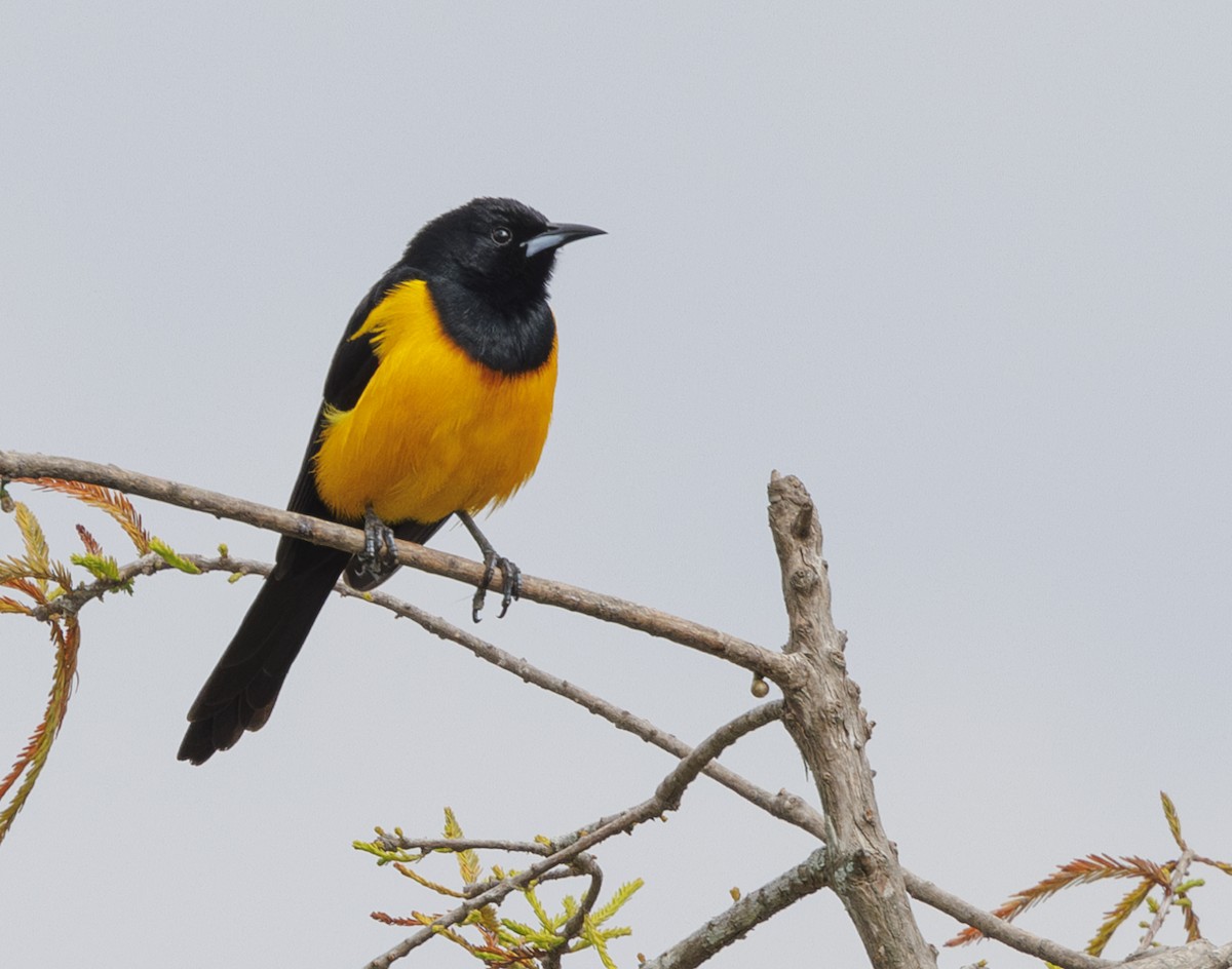 Black-vented Oriole - Jason Vassallo