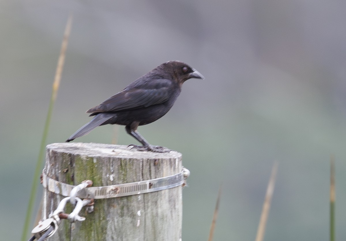 Bronzed Cowbird - Jason Vassallo