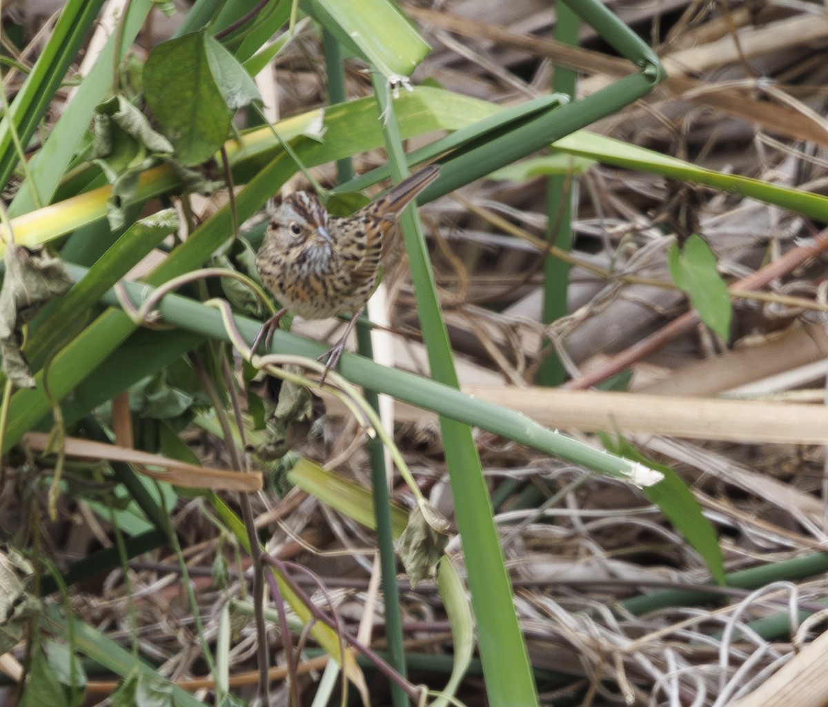 Lincoln's Sparrow - ML615236578