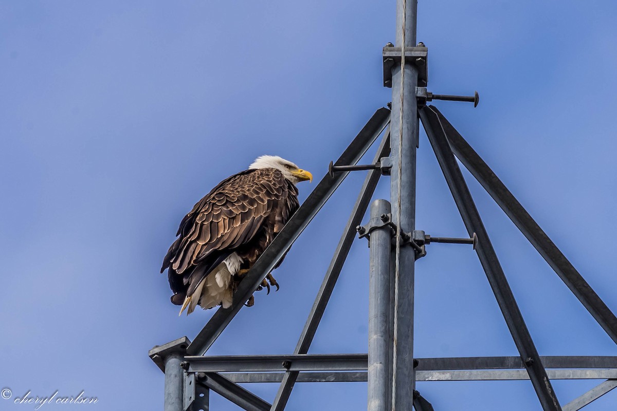 Bald Eagle - Cheryl CARLSON