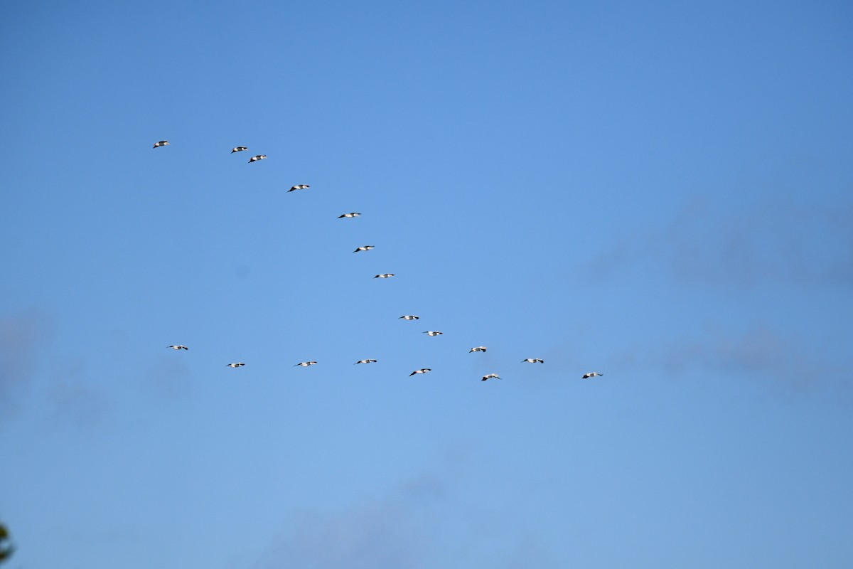 American White Pelican - ML615236613