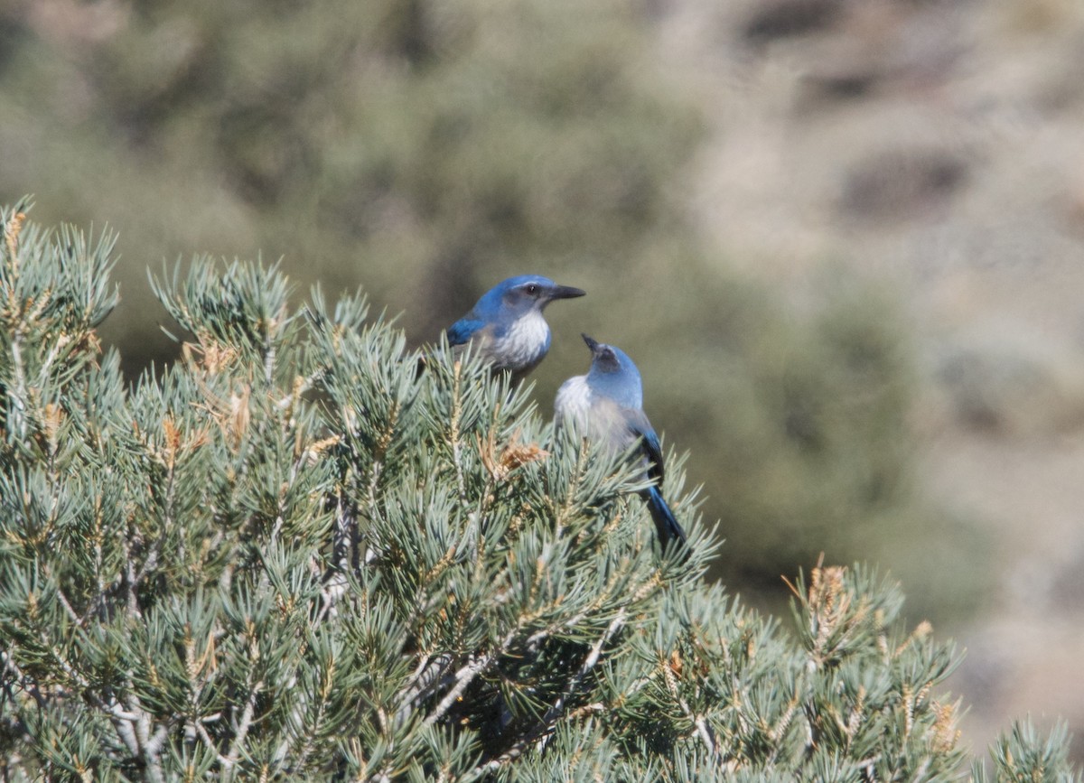 California/Woodhouse's Scrub-Jay - ML615236662