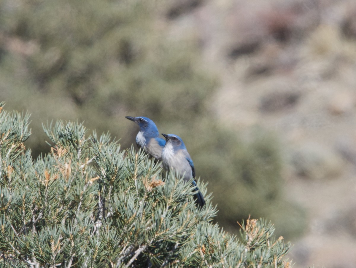 California/Woodhouse's Scrub-Jay - ML615236663