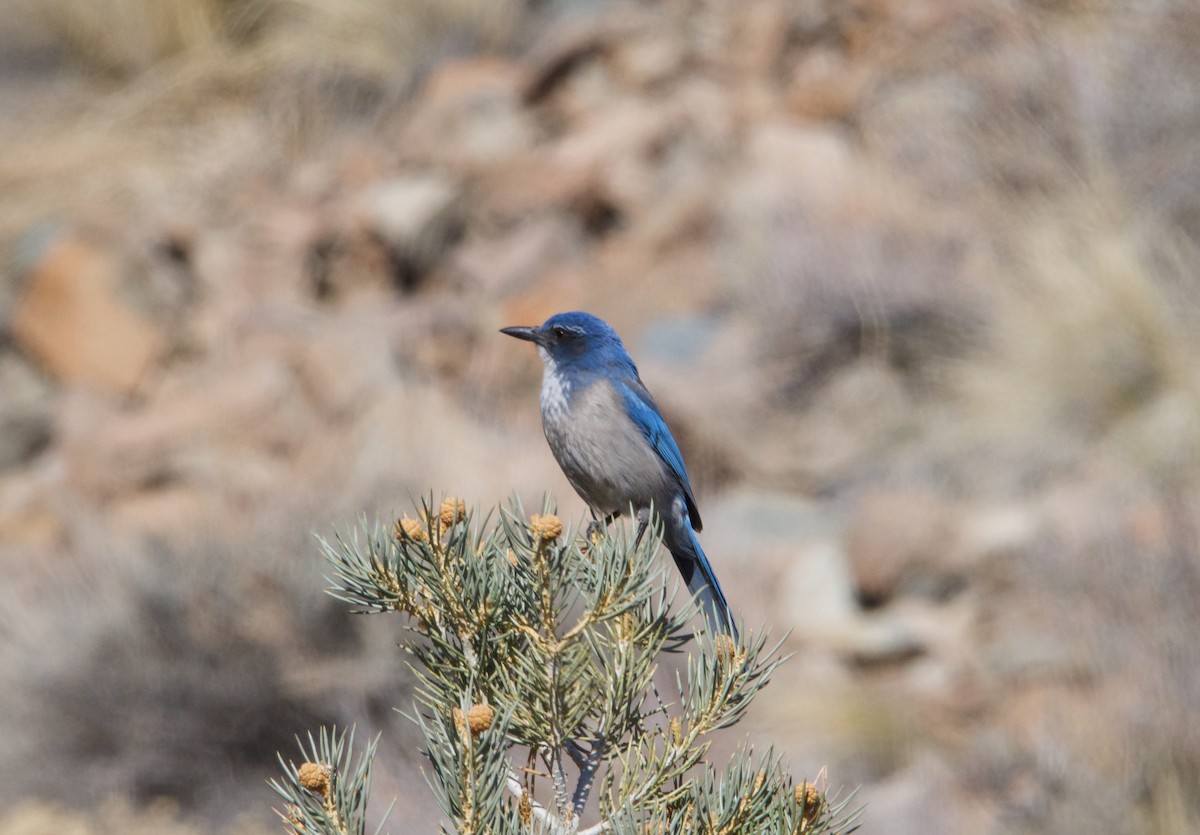 California/Woodhouse's Scrub-Jay - ML615236664