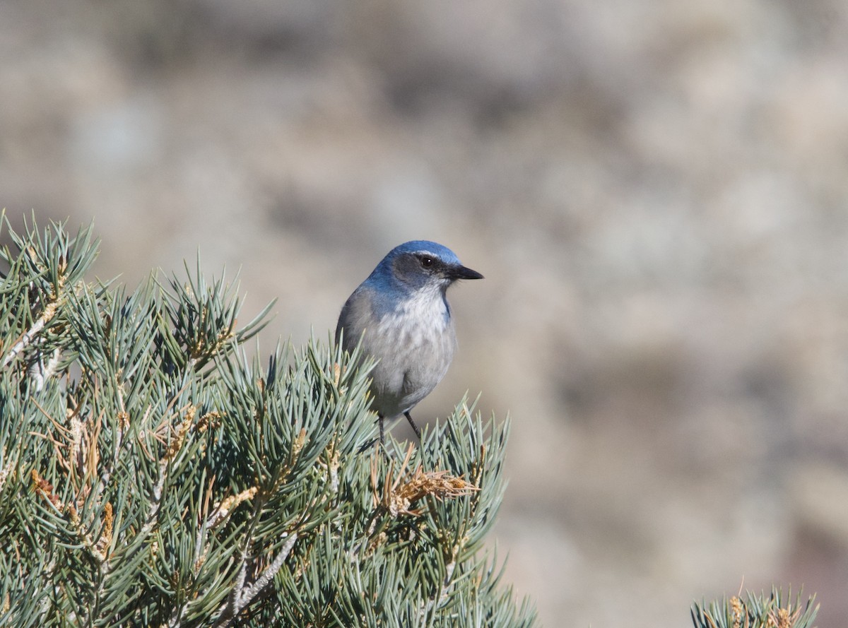 California/Woodhouse's Scrub-Jay - ML615236665