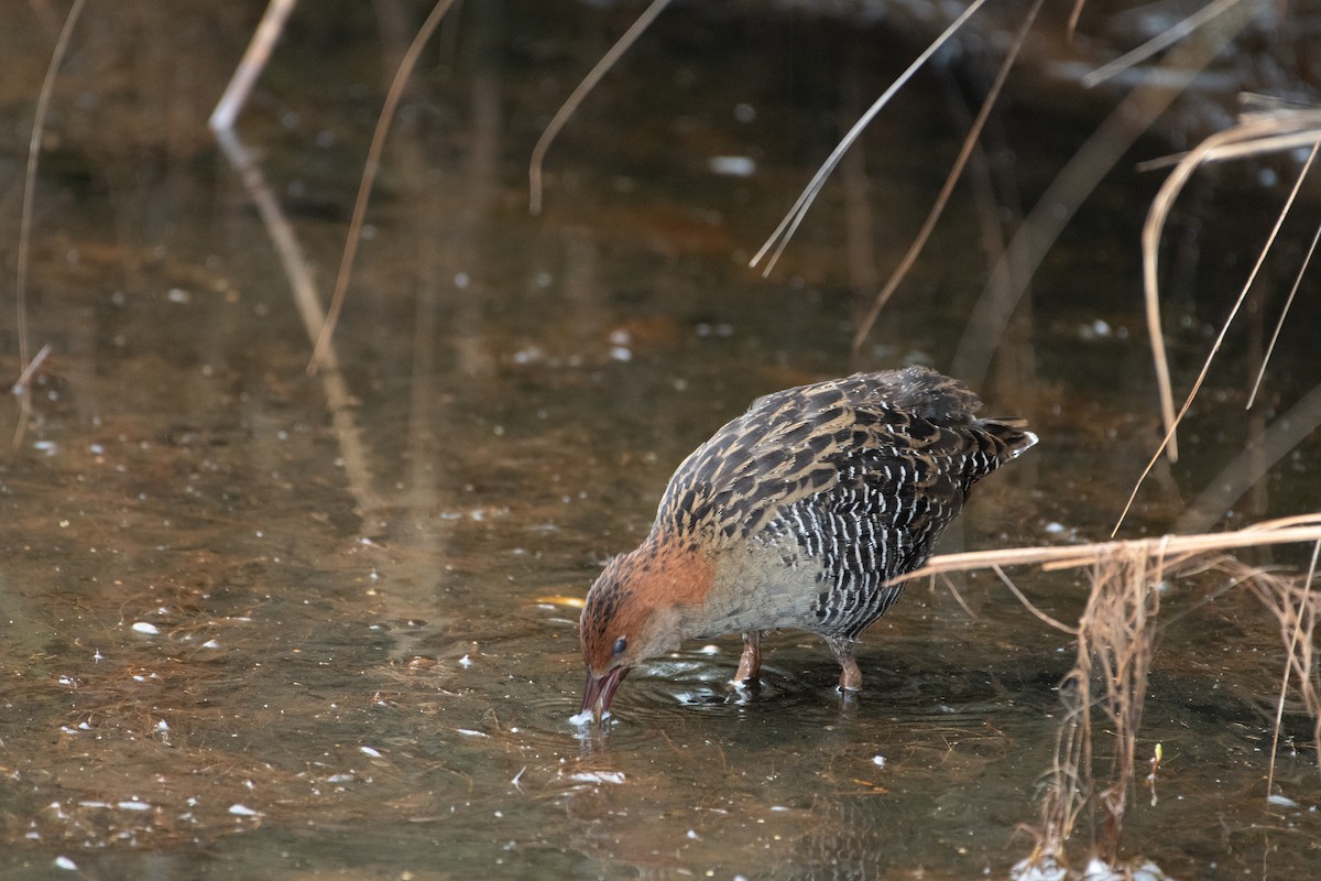 Lewin's Rail - Hedley & Irena Earl