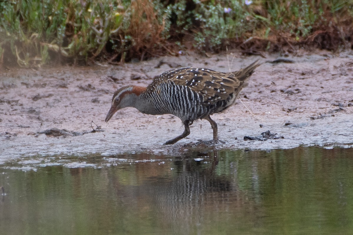 Buff-banded Rail - ML615236709