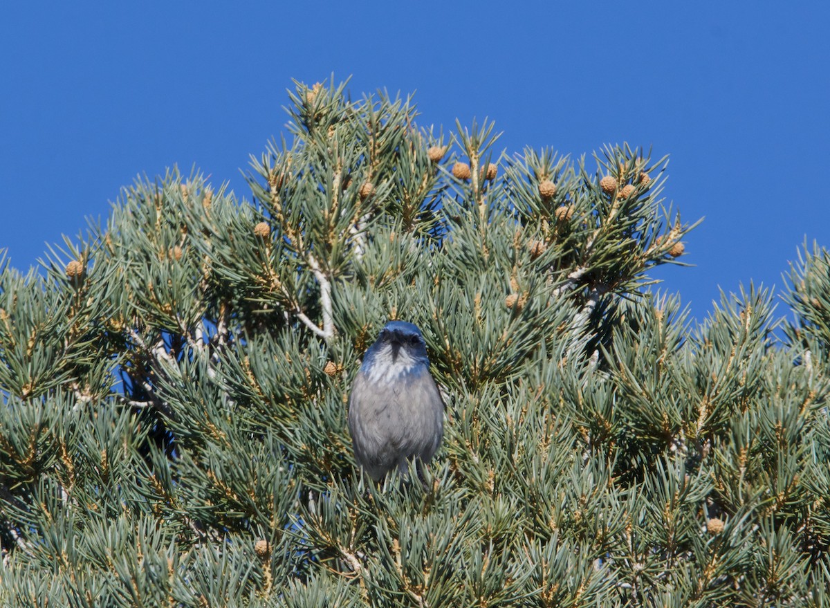 California/Woodhouse's Scrub-Jay - ML615236723