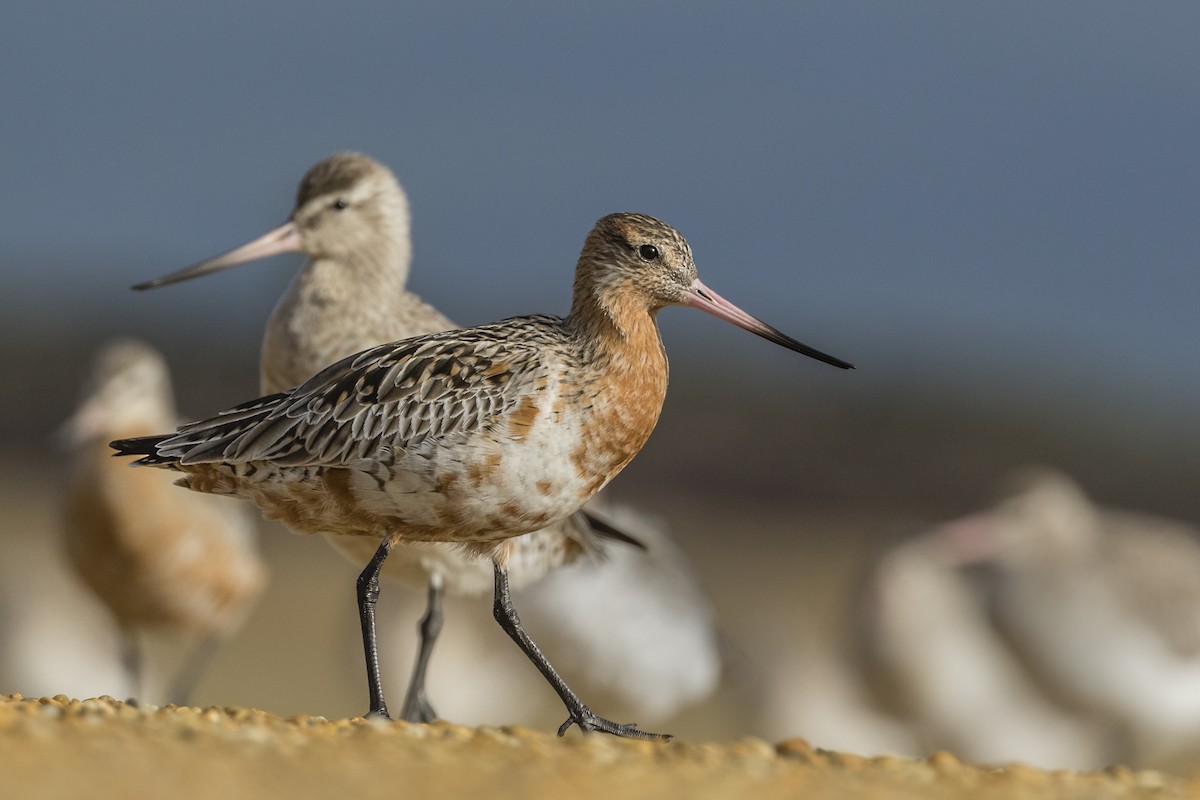 Bar-tailed Godwit - ML615236766