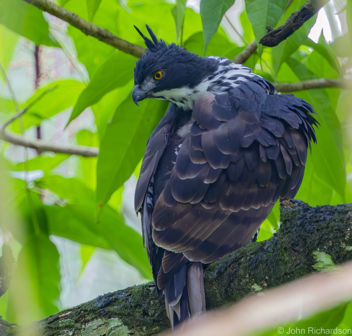 Blyth's Hawk-Eagle - ML615236773