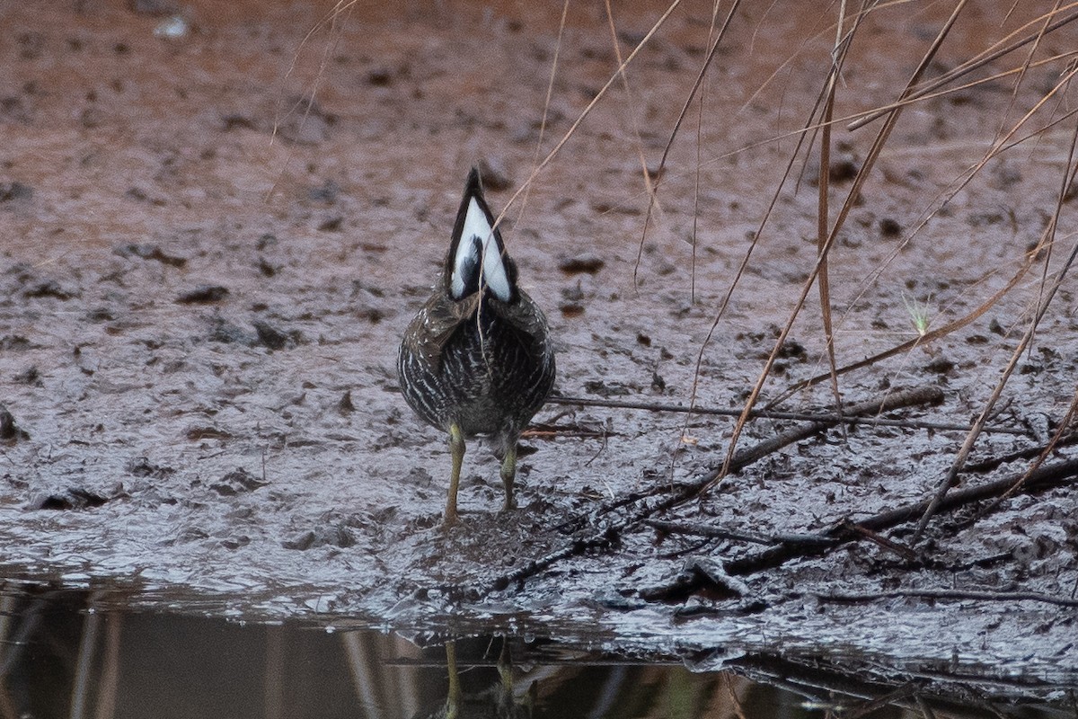 Australian Crake - ML615236778