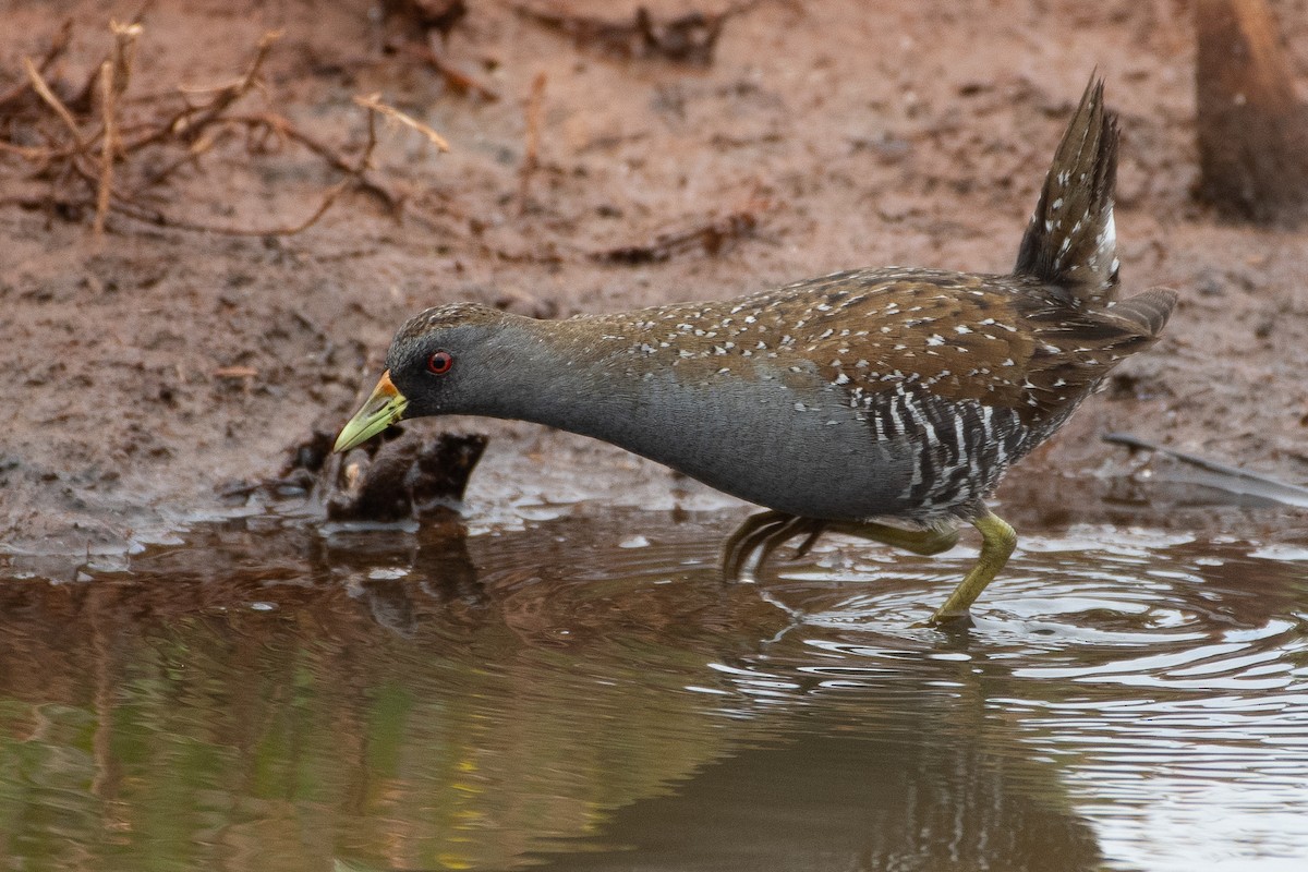 Australian Crake - ML615236780