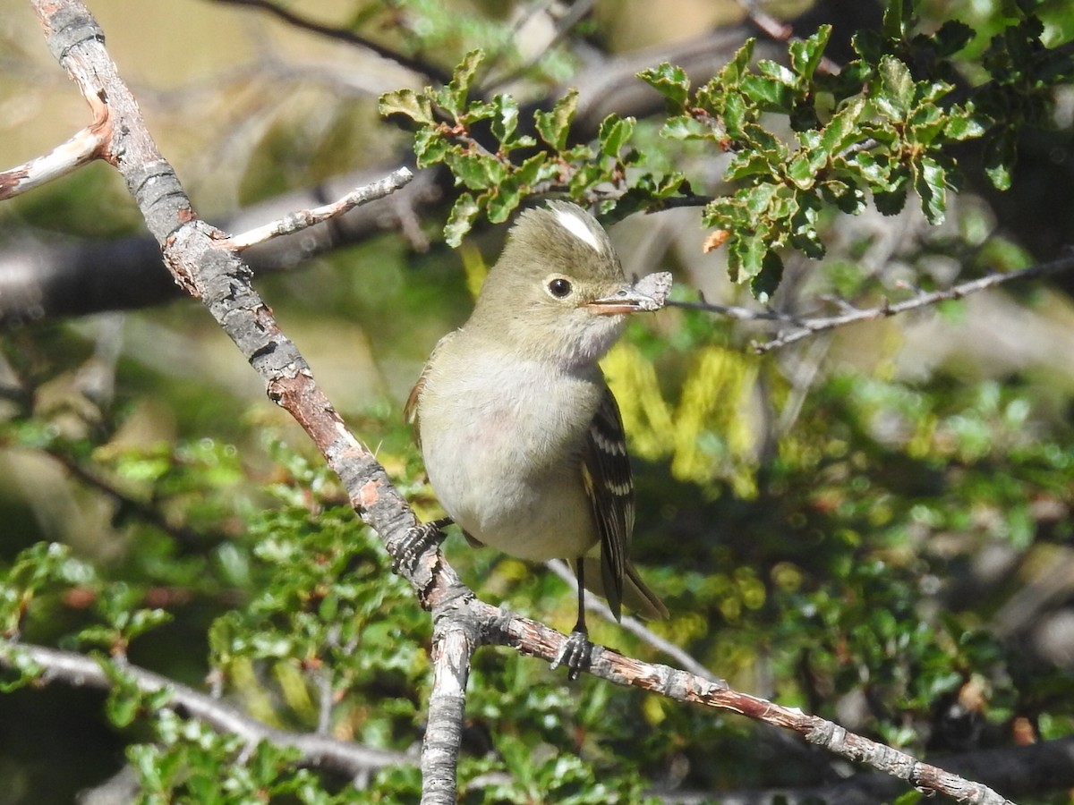 White-crested Elaenia - Daniel Garrigues