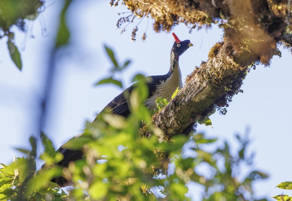 Horned Guan - ML615236796