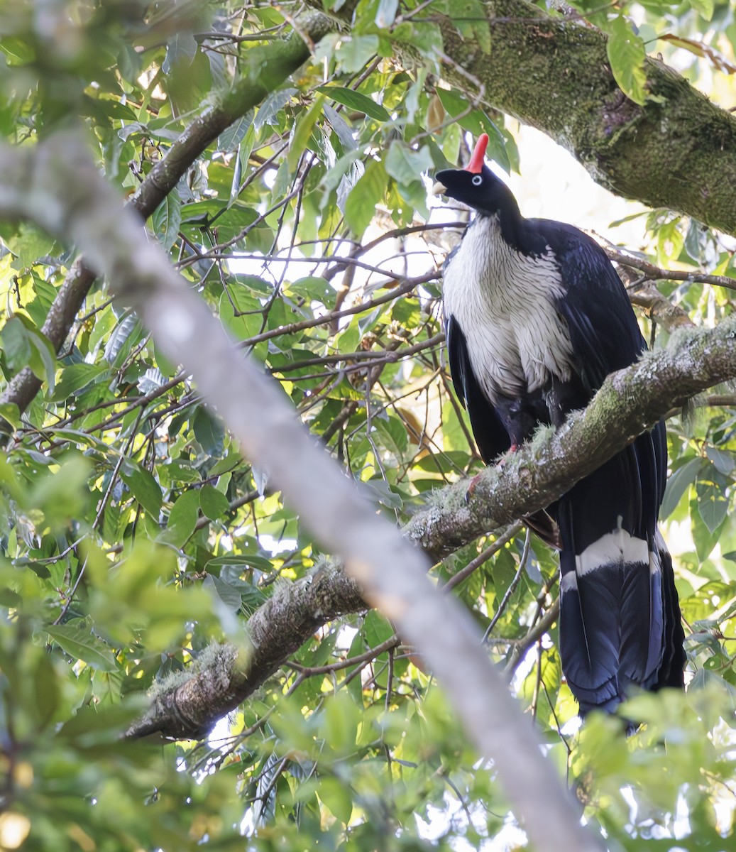 Horned Guan - ML615236797