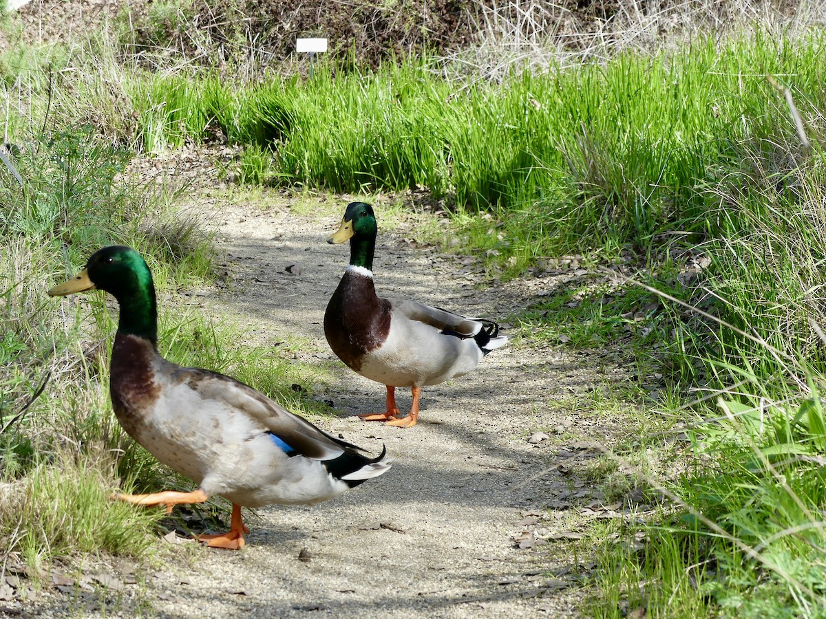 Mallard - Cindy Sherwood