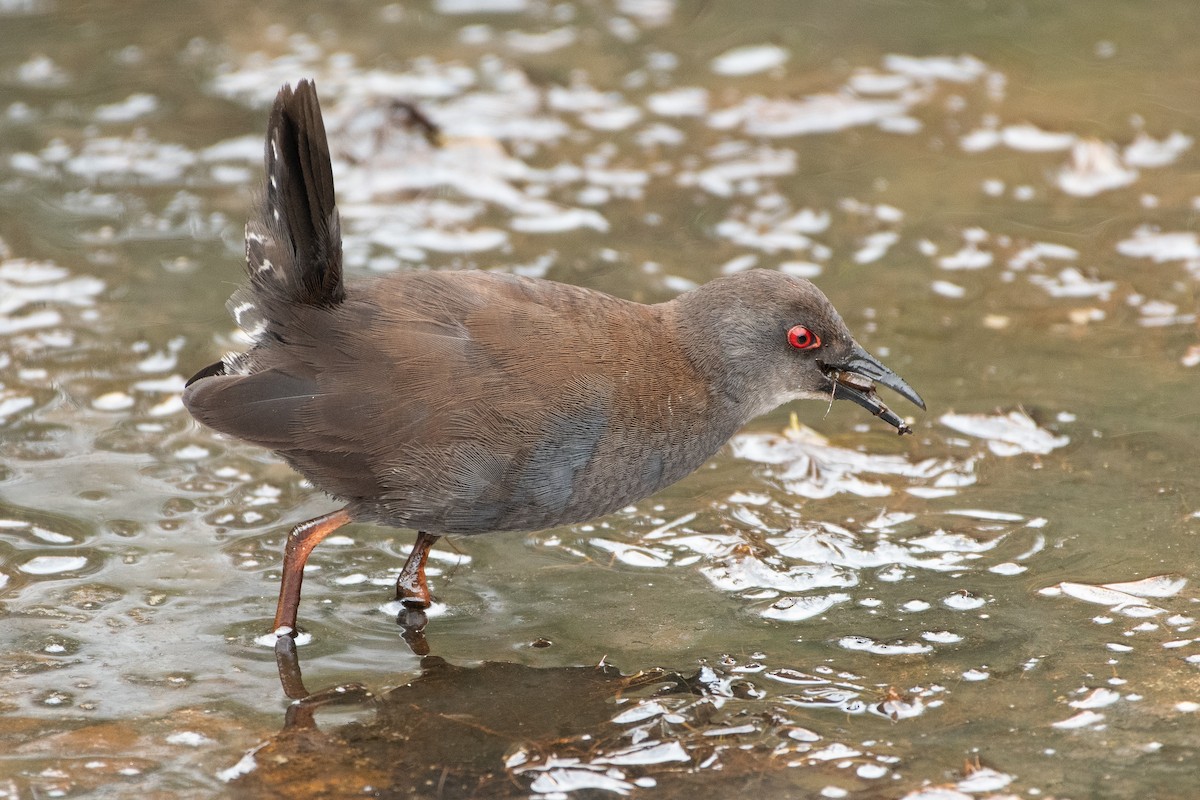 Spotless Crake - Hedley & Irena Earl