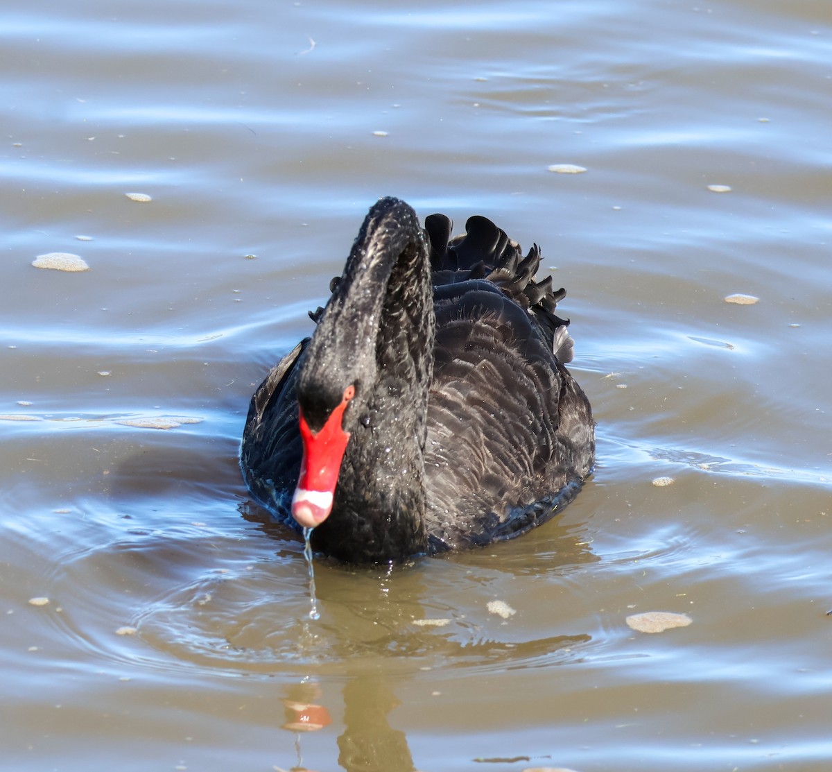 Black Swan - ML615236865