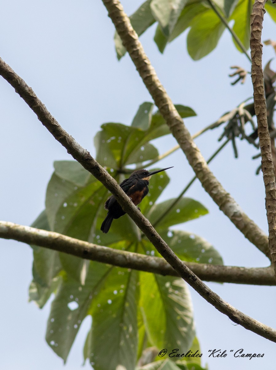 Dusky-backed Jacamar - ML615236871