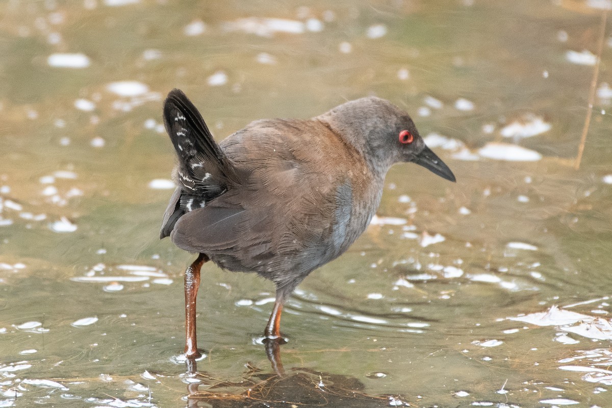 Spotless Crake - ML615236893