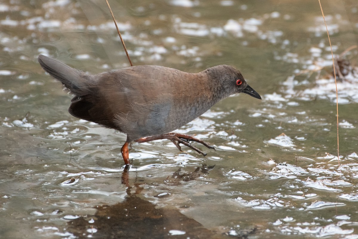 ミナミクロクイナ - ML615236894