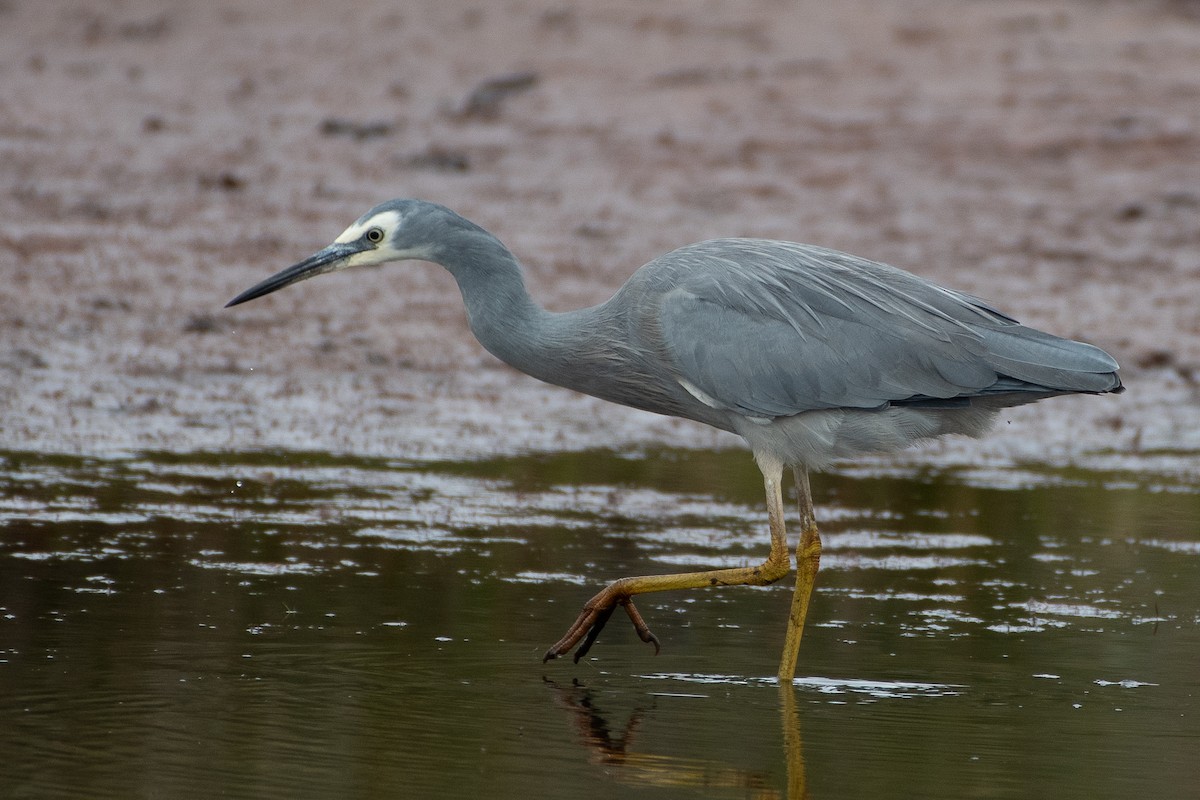 White-faced Heron - ML615236935