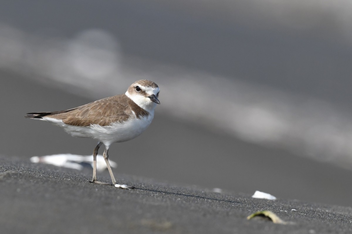 Kentish Plover - ML615236952