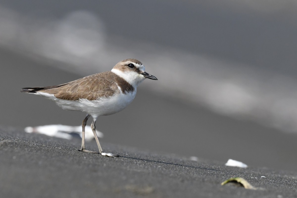 Kentish Plover - ML615236953